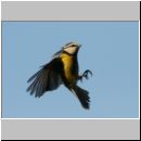 Parus caeruleus - Blaumeise 11.jpg